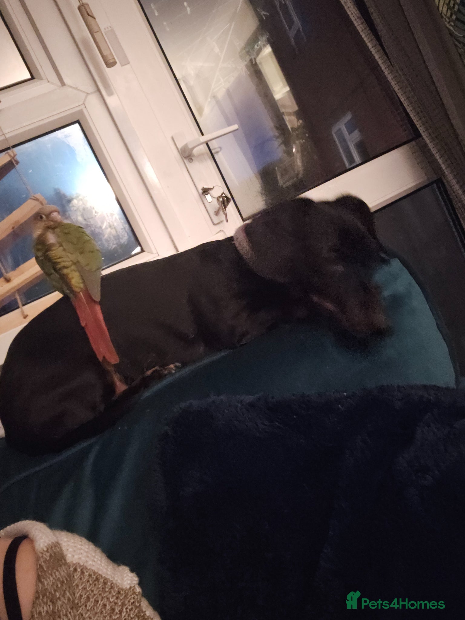 Miniature Dachshund dogs 9yr female mini dachshund - Advert 17