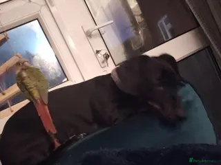 Miniature Dachshund dogs 9yr female mini dachshund - Advert 17