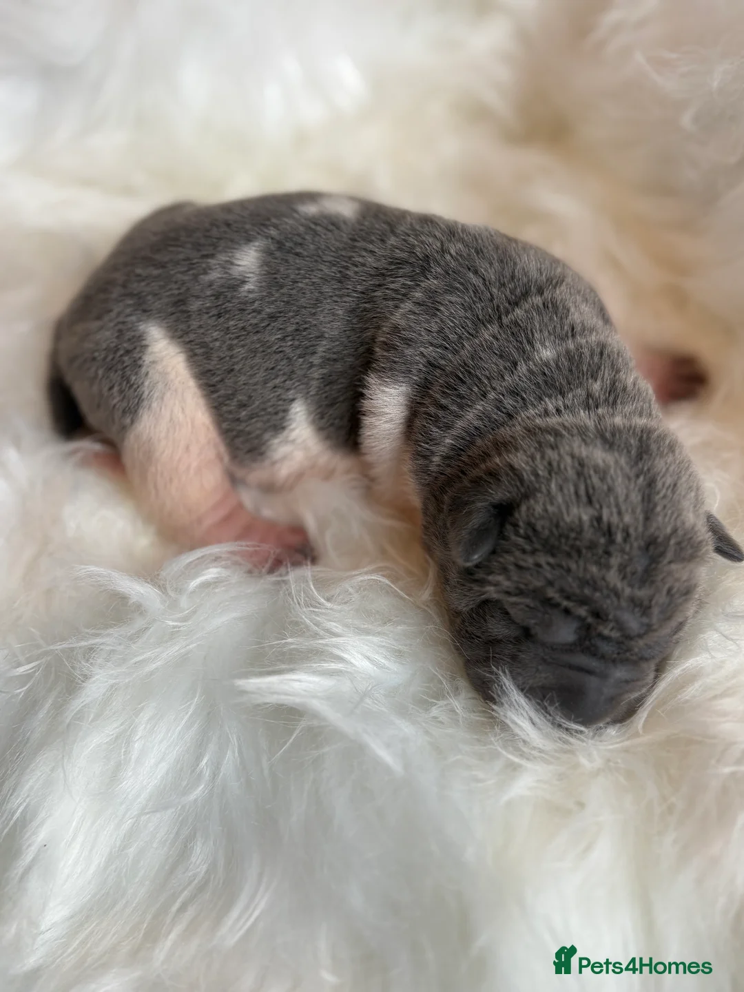 Shar Pei dogs for sale: Stunning rare Shar-Pei puppies  - Advert 18