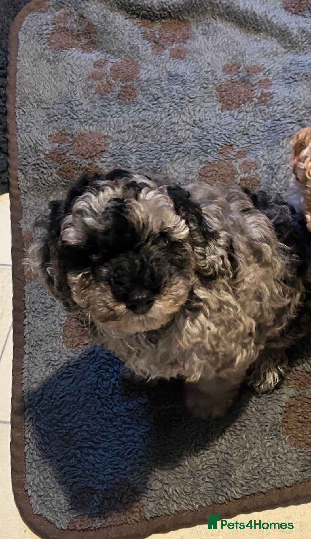 Cockapoo dogs for sale: Miniature cockapoo puppies Merle and Apricot - Image 21