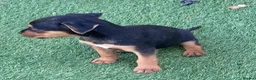 Jack Russell dogs for sale: Jack Russell puppies  - Advert 30