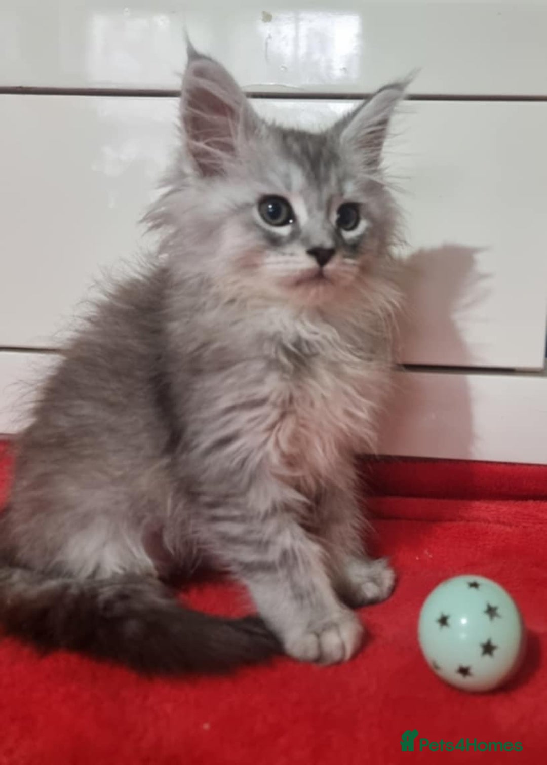 Maine Coon cats for sale: Beautiful Maine Coon Kittens - Advert 3