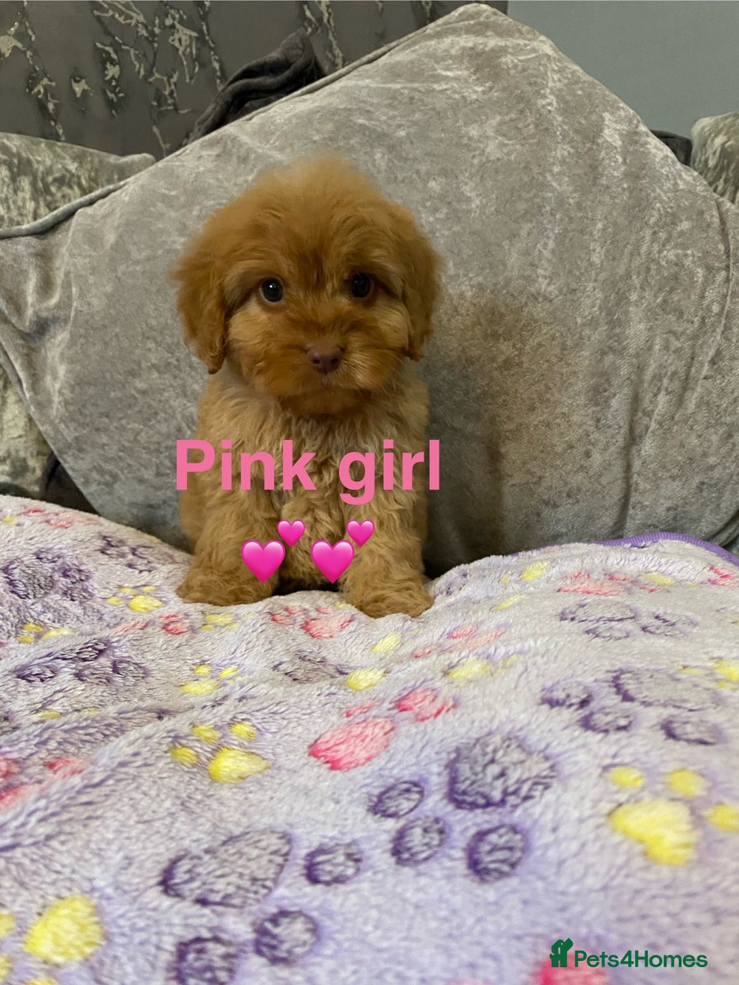 Cockapoo dogs for sale: Cockapoo puppies 💜 - Advert 18