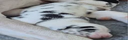 Great Dane dogs for sale: Southern Frontier Litter in Newport - Advert 6