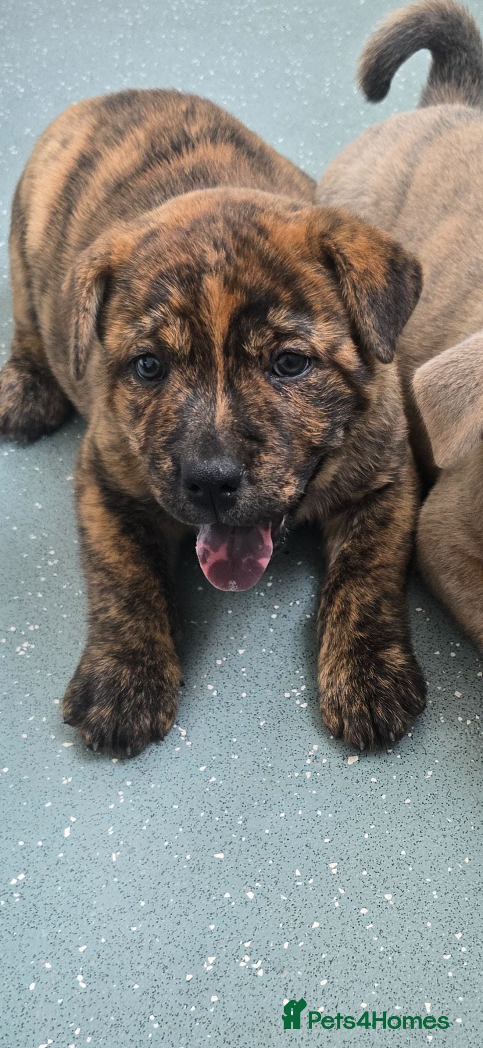 Mixed Breed dogs Chaffy babies - Advert 2