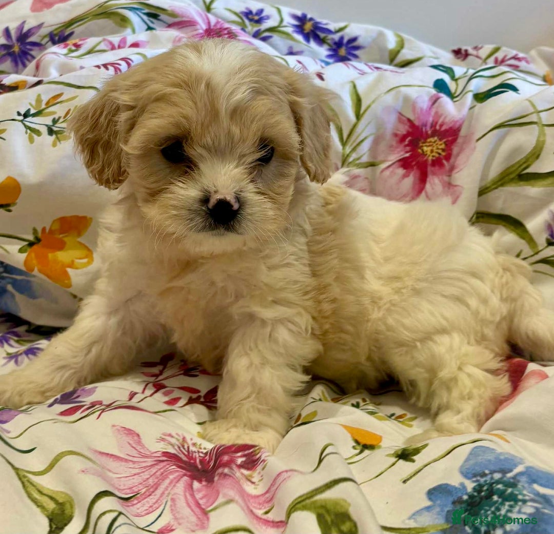 Cavapoo dogs for sale: Stunning F1 Cavapoo’s  - Image 1