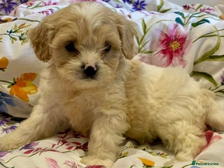 Cavapoo dogs - Advert 26