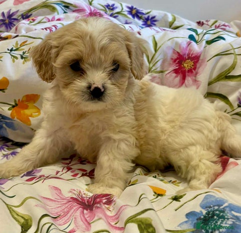 Cavapoo dogs - Advert 2