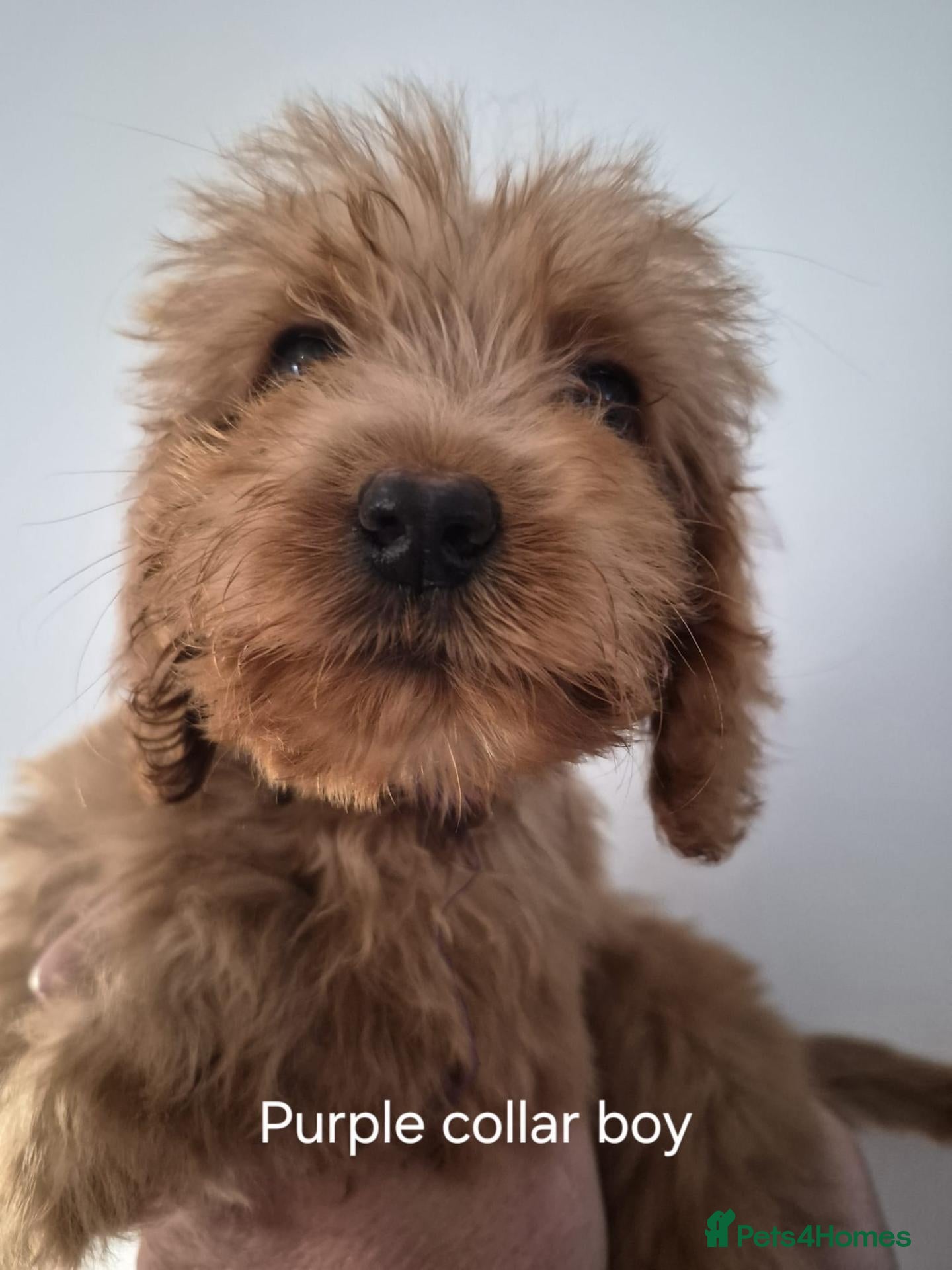 Cockapoo dogs Cockapoo puppies - Advert 6