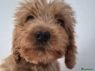 Cockapoo dogs Cockapoo puppies - Advert 6