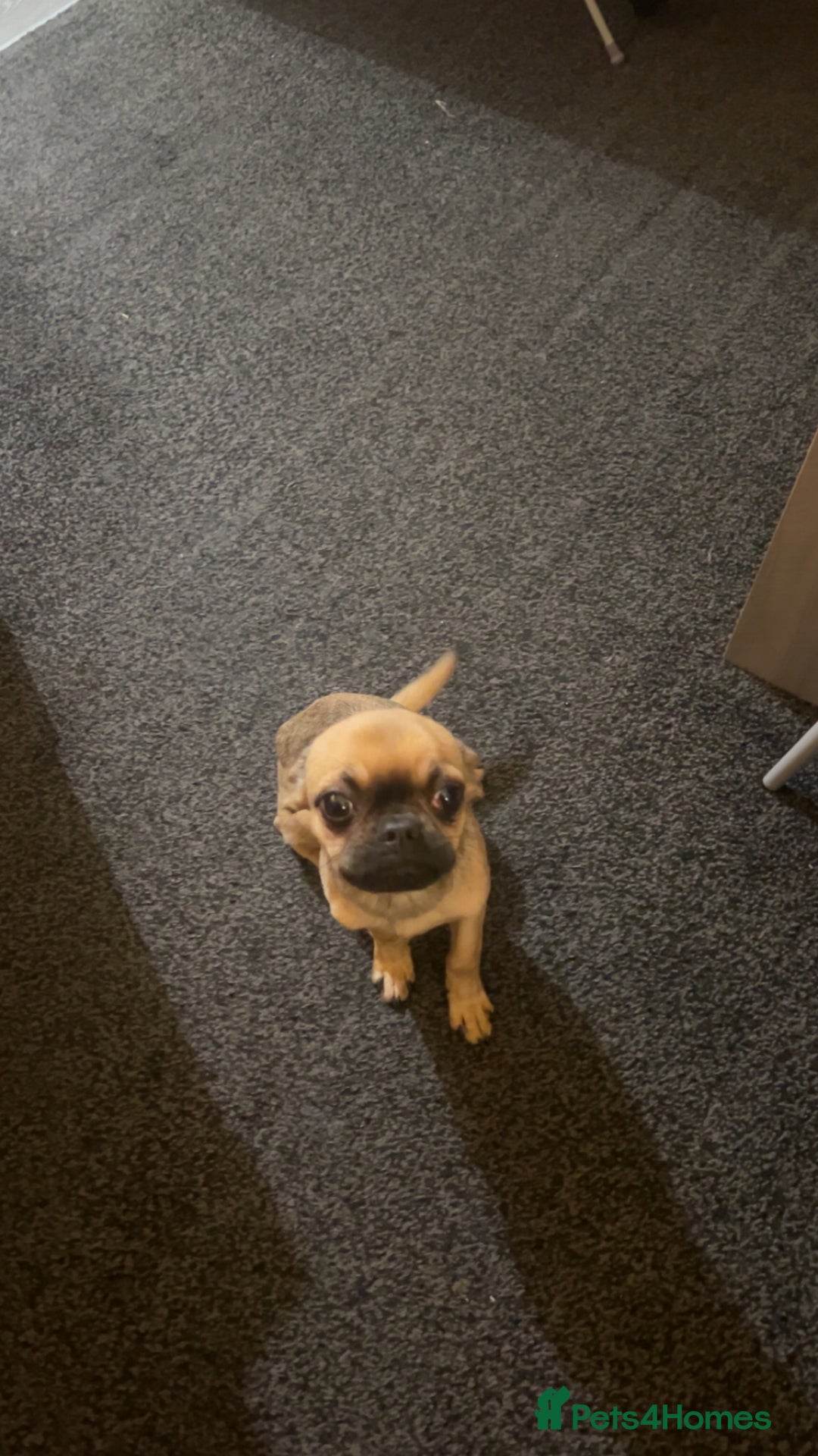 Mixed Breed dogs for sale: Chihuahua cross Frenchie - Image 2