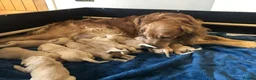 Golden Retriever dogs for sale: KC Dark Red Golden Retrievers 100% DNA Health Test - Advert 2