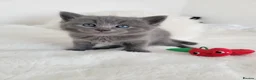 British Shorthair cats for sale: British shorthair kittens  - Advert 13