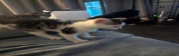 Mixed Breed cats for sale: Beautiful kittens for sale  in Stourbridge - Advert 3