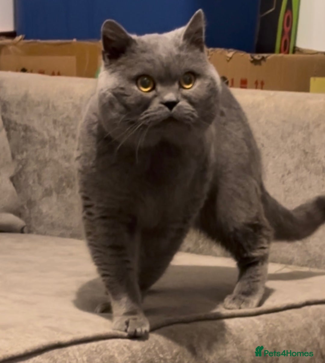 British Shorthair cats for stud: Superb quality, Proven Active Stud, blood B in Burton-on-Trent - Advert 3