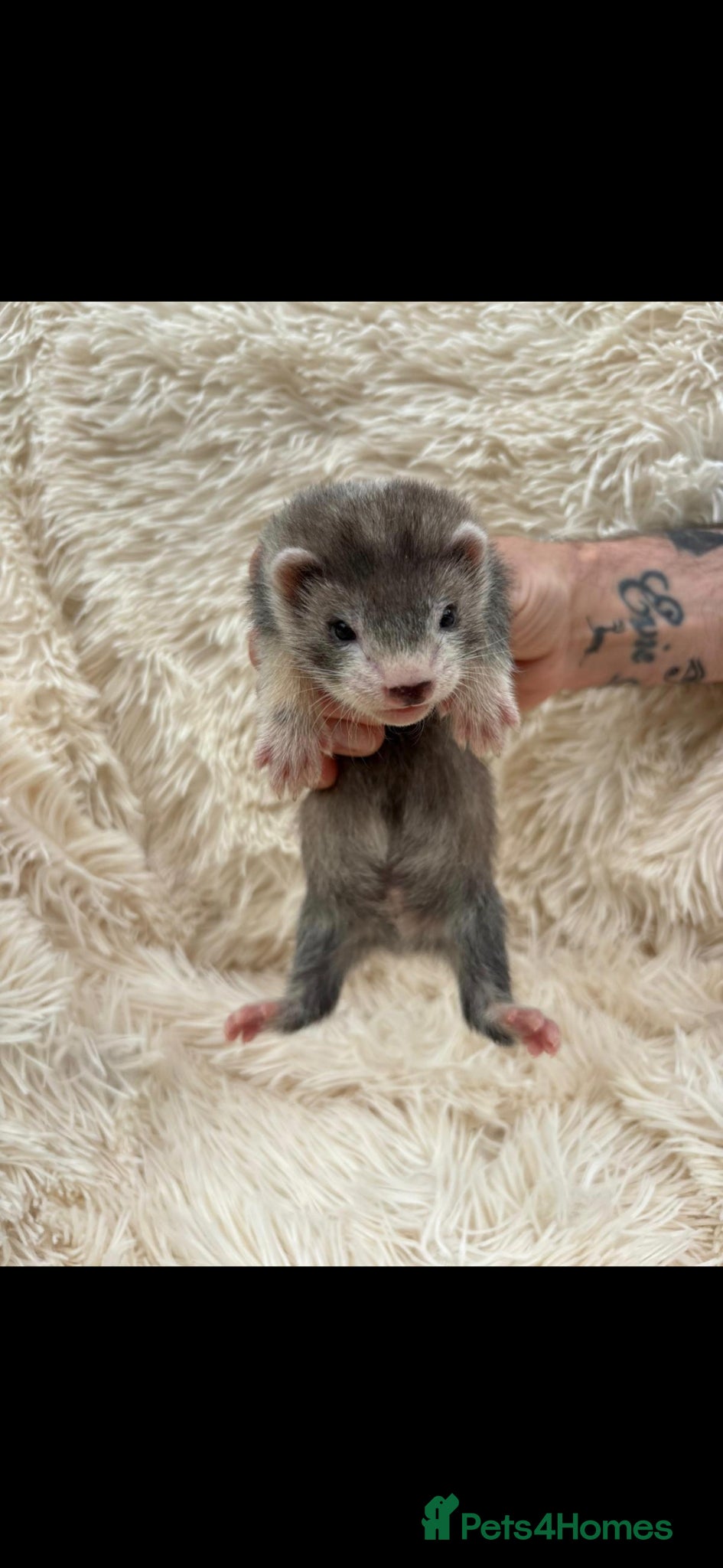 Ferret rodents Pedigree Full & semi Angora Ferret kits £150-£250  - Advert 1