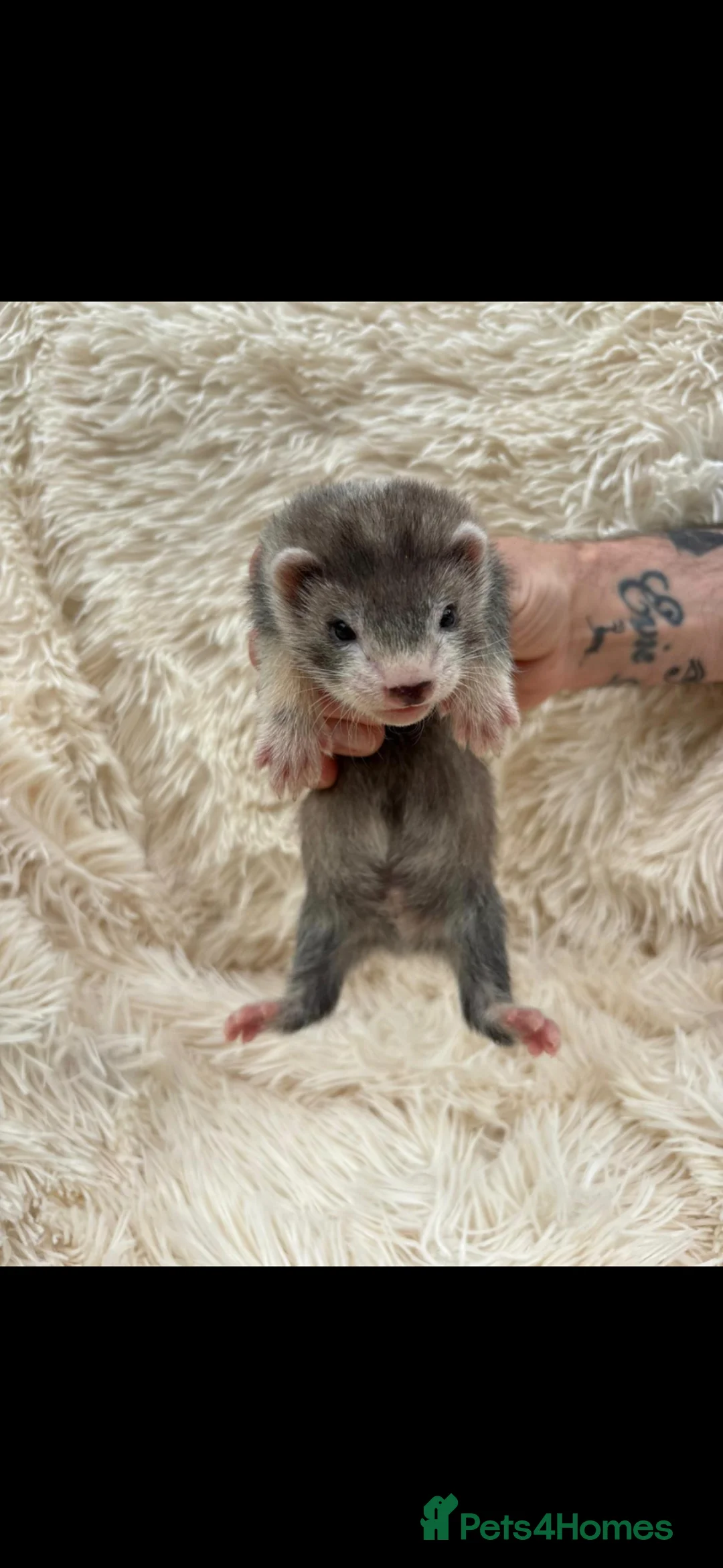 Ferret rodents for sale: Pedigree Full & semi Angora Ferret kits £150-£250  - Advert 1