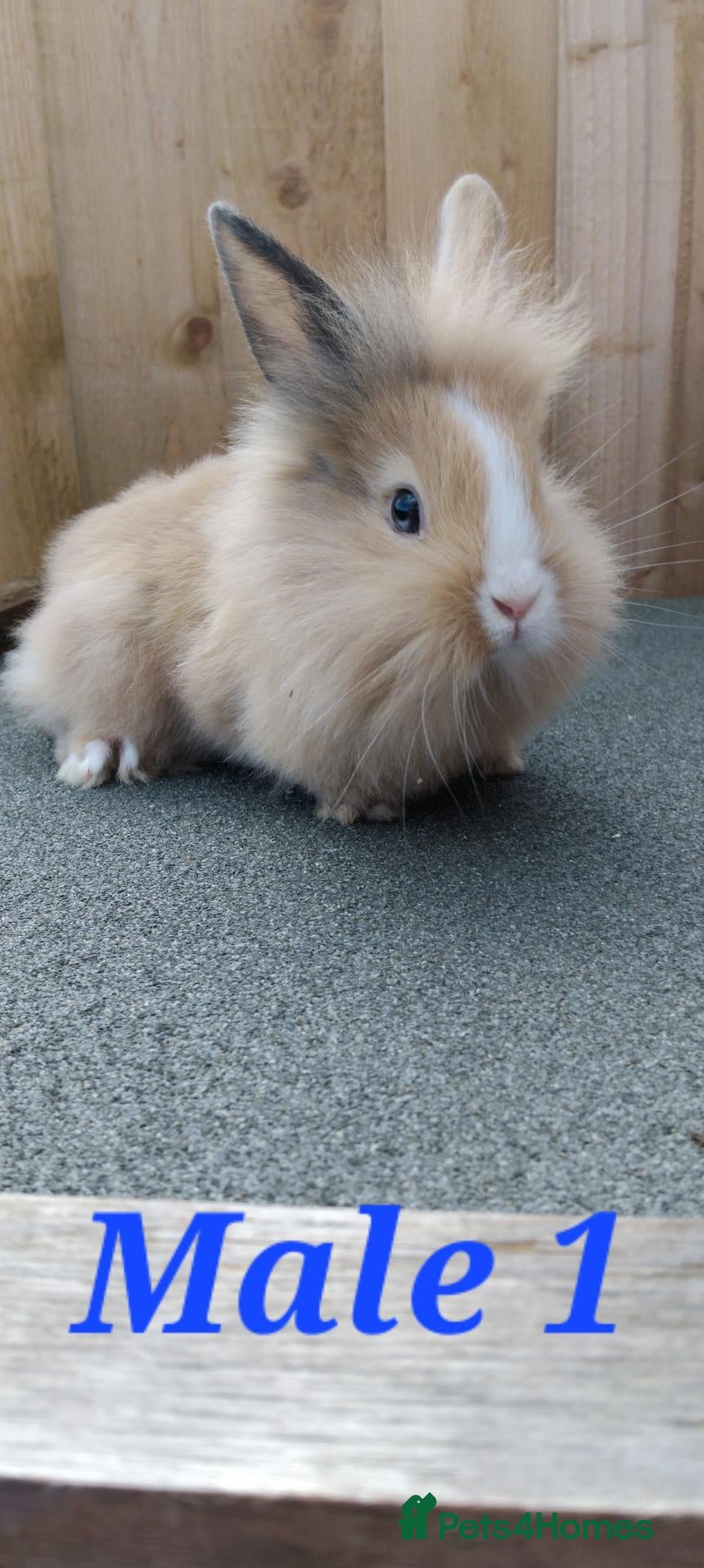 Mixed Breed rabbits Baby rabbits - Advert 2
