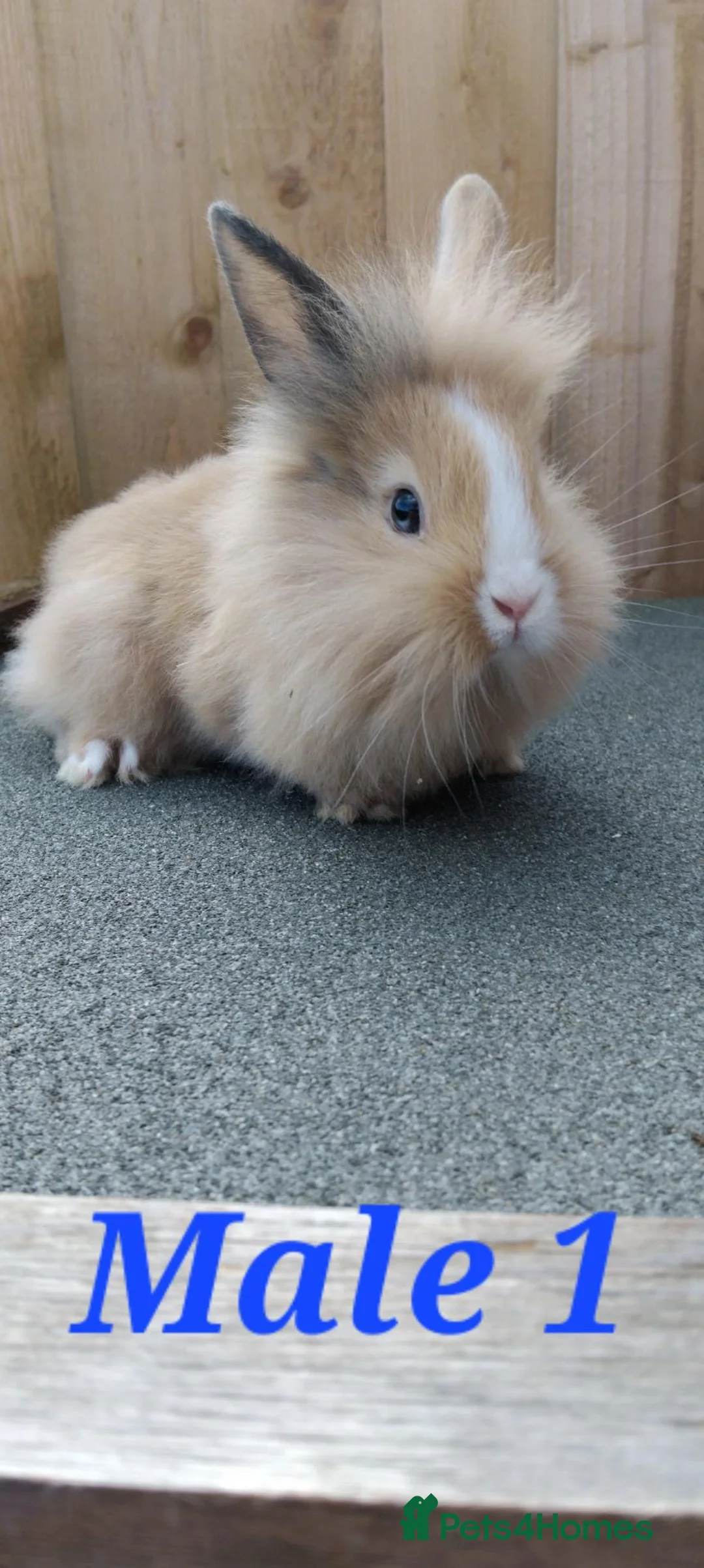 Mixed Breed rabbits for sale: Baby rabbits - Advert 1