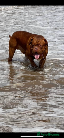 Dogue De Bordeaux dogs Stunning Dogue de Bordeaux‘s for stud in Nottingham - Advert 6