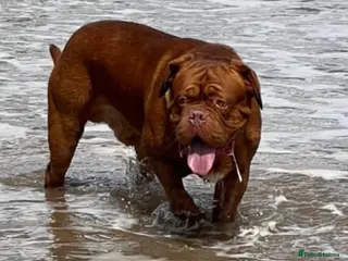 Dogue De Bordeaux dogs Stunning Dogue de Bordeaux‘s for stud in Nottingham - Advert 2