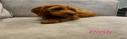 Cavapoo dogs for sale: Ready to leave, DNA HEALTH TESTED PARENTS. - Advert 17