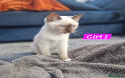 Ragdoll cats for sale: Gorgeous GCCF Ragdoll kittens READY NOW!!! - Image 5