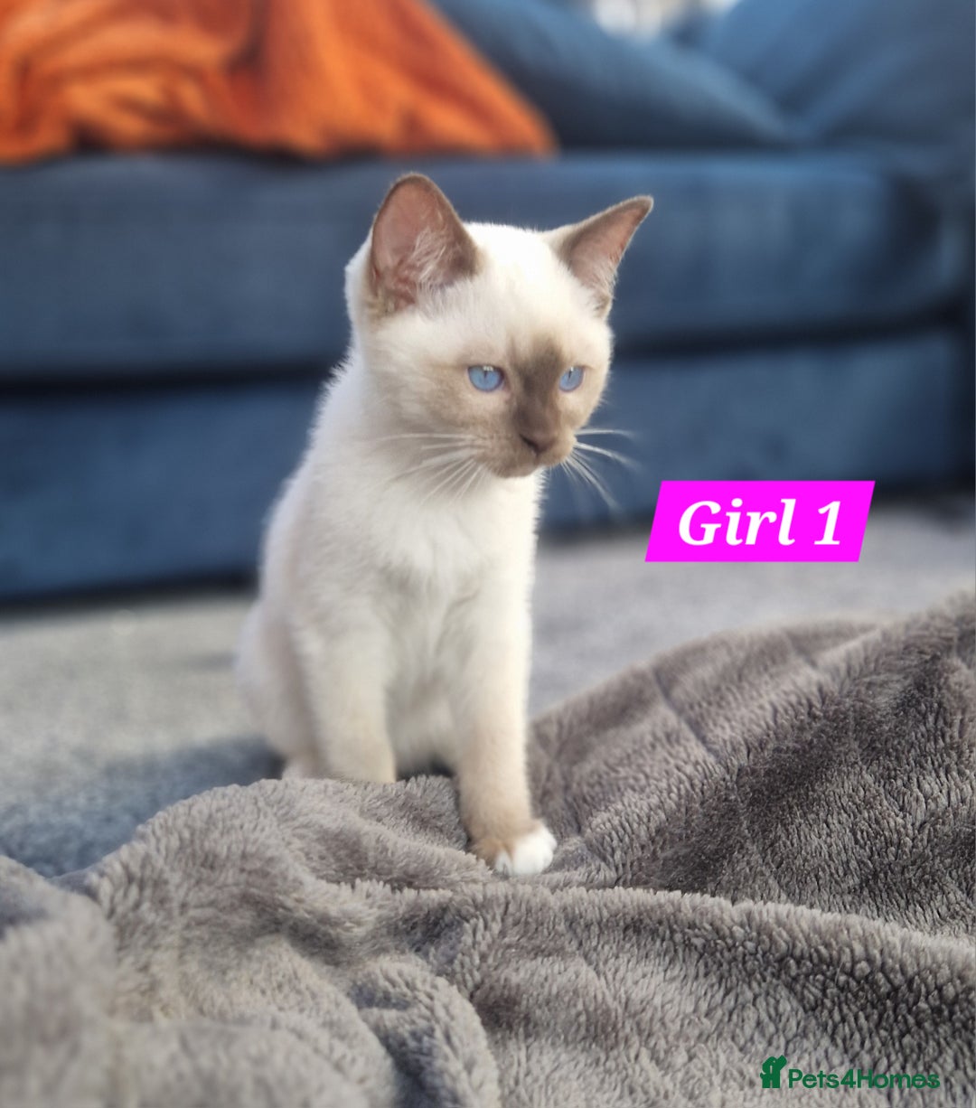 Ragdoll cats for sale: Gorgeous GCCF Ragdoll kittens READY NOW!!! - Image 5