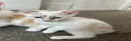 Mixed Breed cats for sale: Kittens for sale  - Advert 2