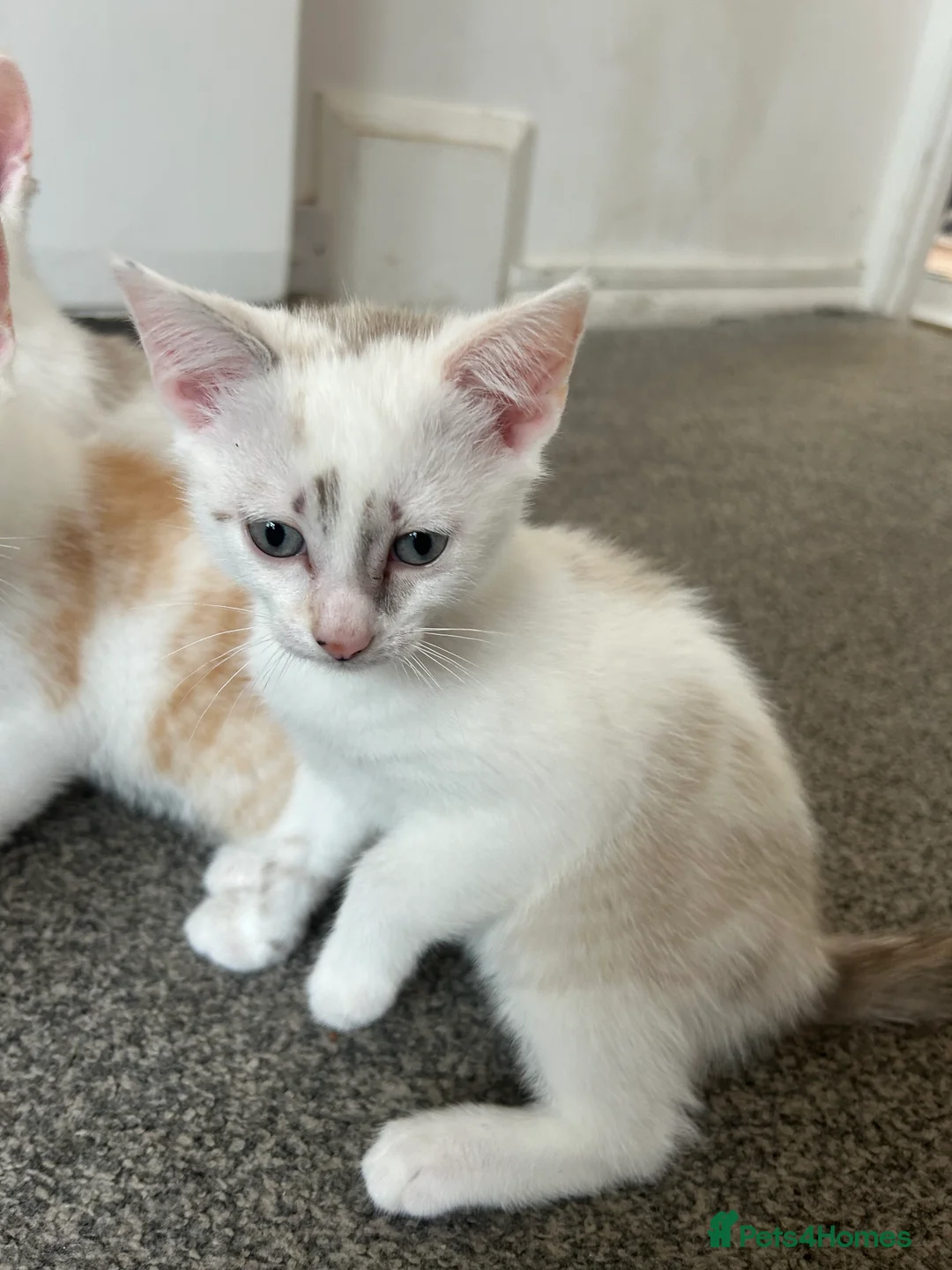Mixed Breed cats for sale: Kittens for sale  - Advert 2