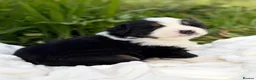 Mixed Breed dogs for sale: ⭐️SUPER RARE BERNESE x AUSTRALIAN SHEPHERD PUPS⭐️ in New Quay - Advert 34