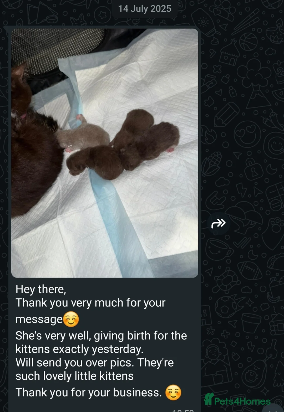 British Shorthair cats for stud: For stud lilac boy Sir Arnold (carries choc gene) in Bradford - Advert 21