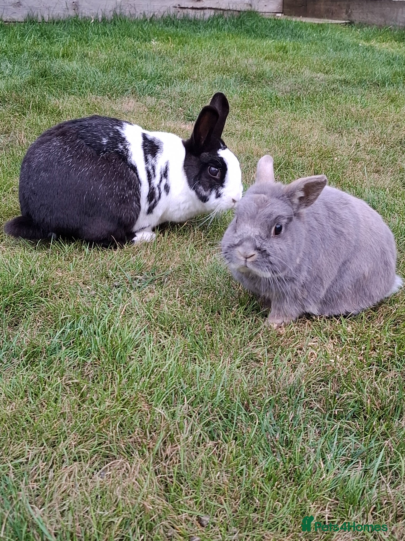 Netherland Dwarf rabbits for sale: Klompje (M) & Sapheiri (F) bonded couple. 7-8yrs in Bury Saint Edmunds - Advert 1
