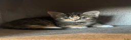 Mixed Breed cats for sale: Gorgeous half Siberian kittens - Advert 25