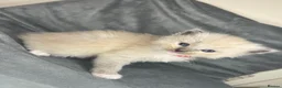Ragdoll cats for sale: Beautiful mink ragdoll kittens  - Advert 26