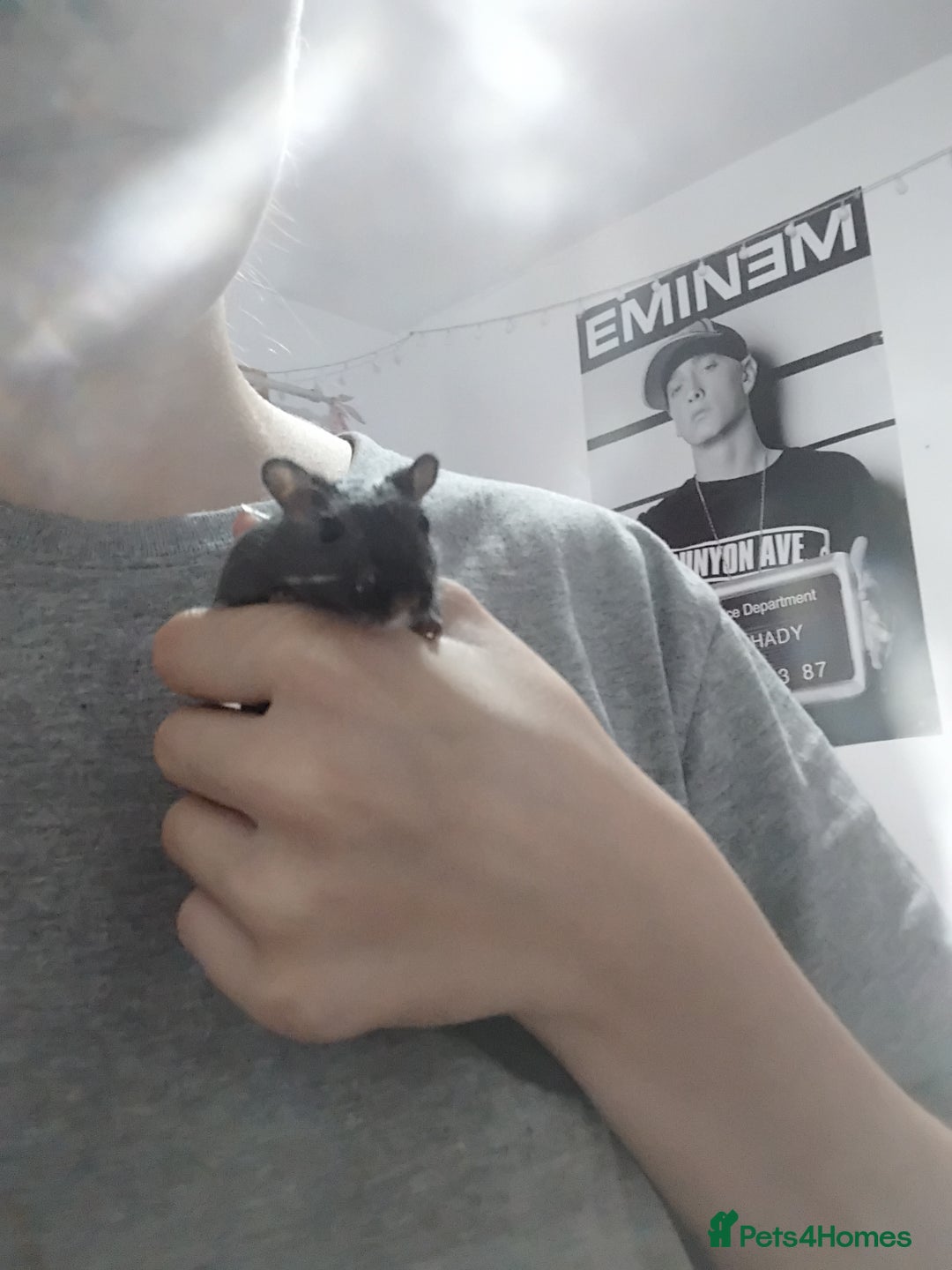 Gerbil rodents for sale: Male gerbil  - Image 4
