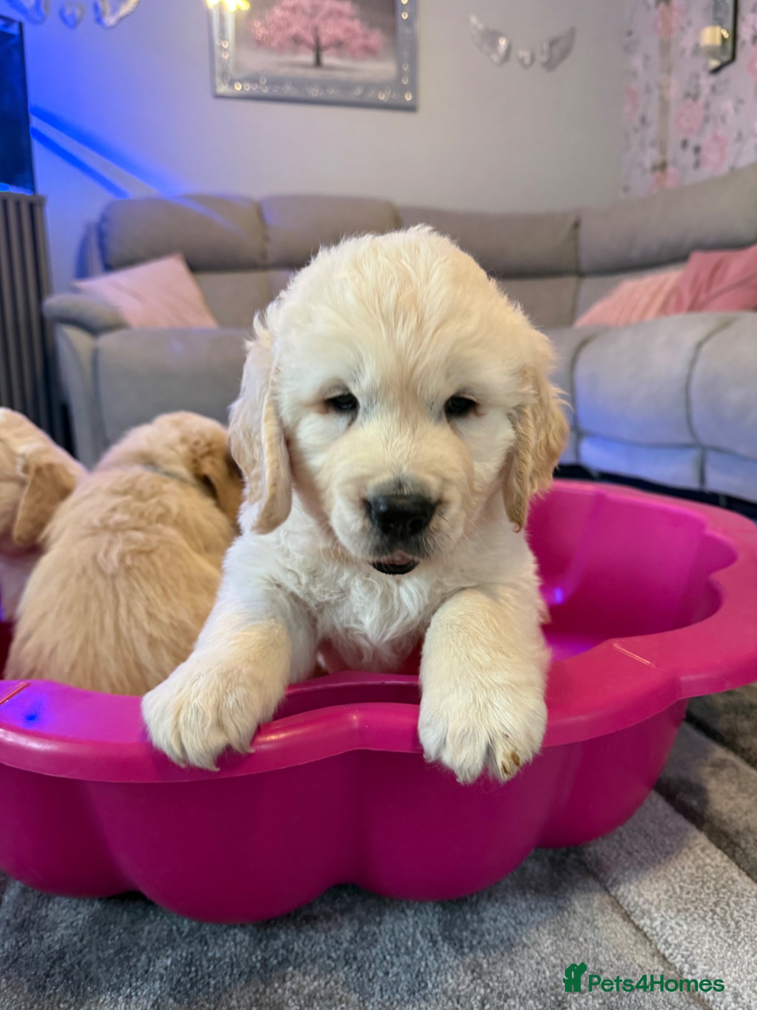 Golden Retriever dogs for sale: Beautiful chunky golden retriever puppies  in Chelmsford - Advert 8