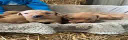 Labrador Retriever dogs for sale: KC registered fox red labradors in Welshpool - Advert 8