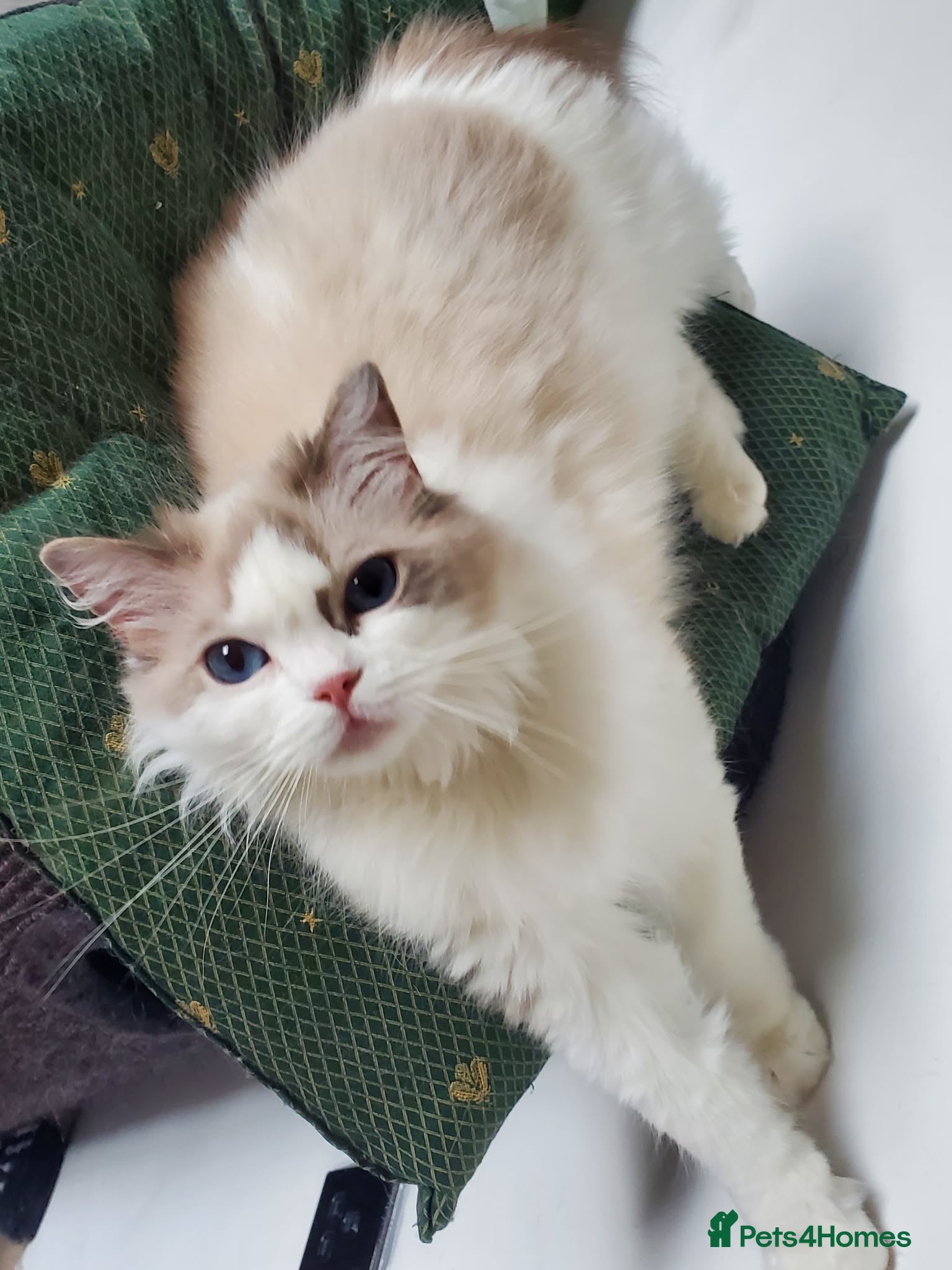 Ragdoll cats Loving female Ragdoll  - Advert 3