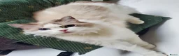 Ragdoll cats for sale: Loving female Ragdoll  - Advert 1
