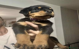 Rottweiler dogs for sale: Chunky Rottweiler Puppies - Image 1