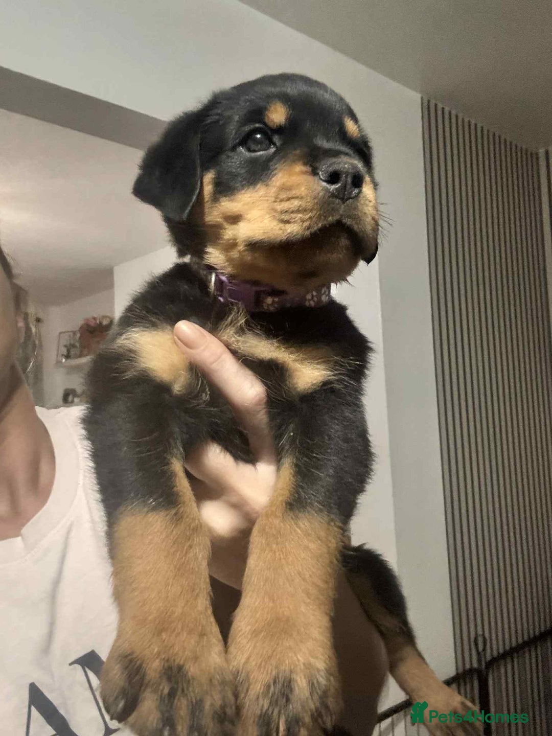 Rottweiler dogs for sale: Chunky Rottweiler Puppies - Image 1