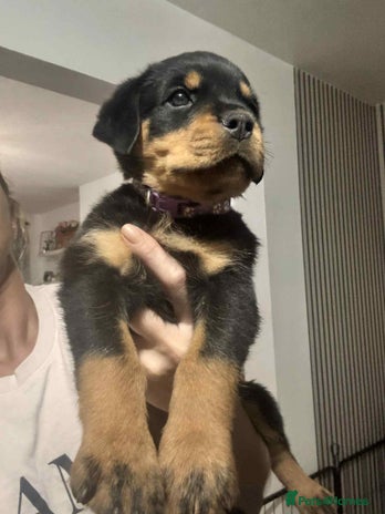 Rottweiler dogs - Advert 1