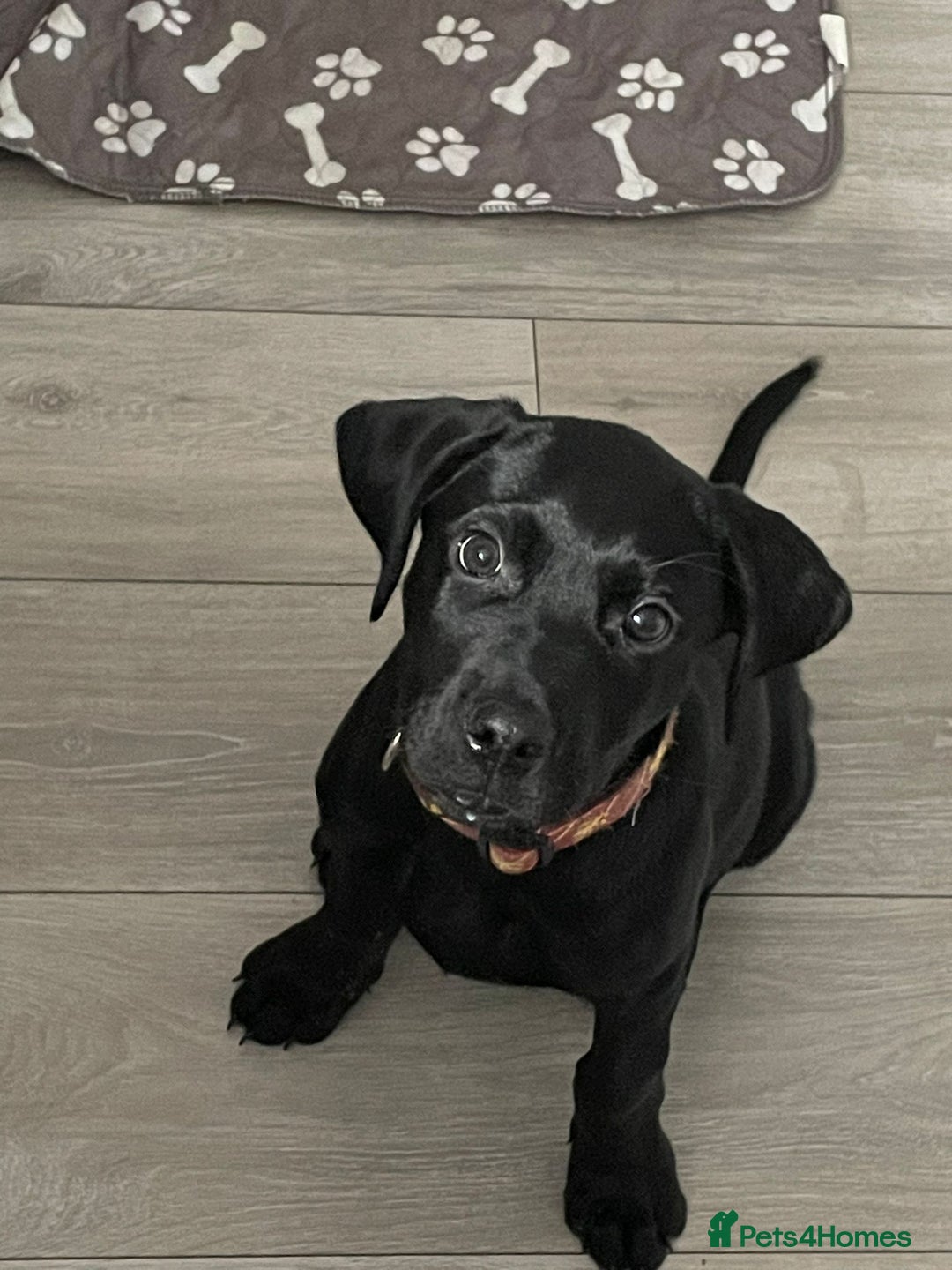 Labrador Retriever dogs for sale: Black lab - Advert 8
