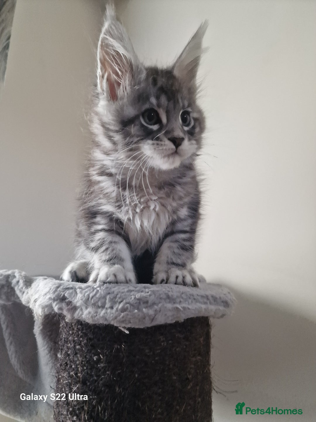 Maine Coon cats for sale: Pure Maine coon - Advert 3