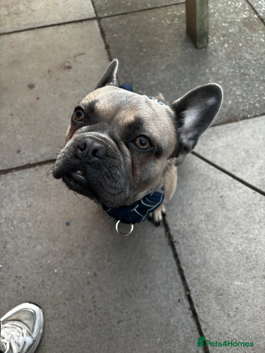 Frug dogs for sale: Blue/grey frenchbulldog cross pug - Advert 2