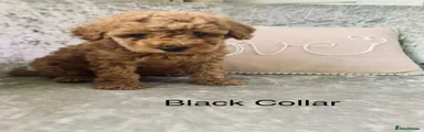 Toy Poodle Puppy 3