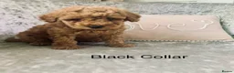 Toy Poodle dogs for sale: 🐩Outstanding Toy Poodle Puppies – Ready to view🐩 - Advert 26