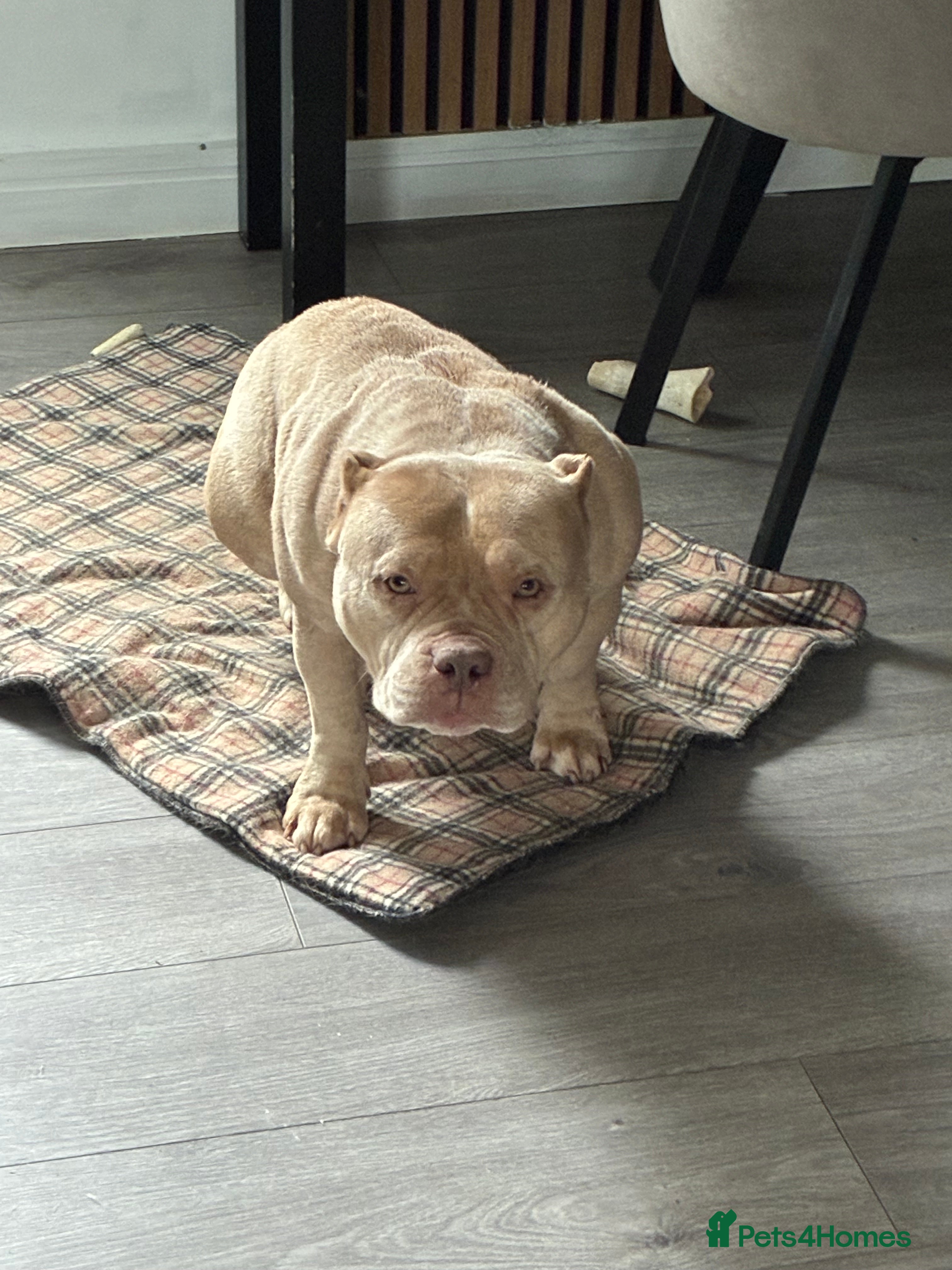 American Bully dogs 5 yearold micro bully  - Advert 1