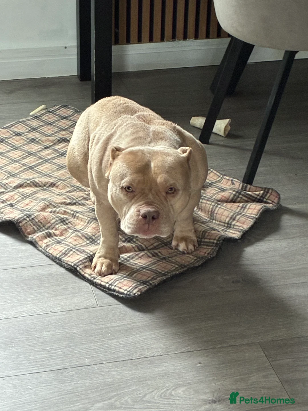 American Bully dogs for sale: 5 yearold micro bully  - Advert 1